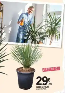 E.Leclerc YUCCA ROSTRATA offre