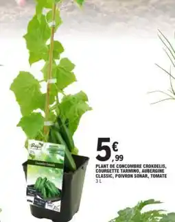 E.Leclerc PLANT DE CONCOMBRE CROKDELIS, COURGETTE TARMINO, AUBERGINE CLASSIC, POIVRON SONAR, TOMATE offre