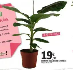 E.Leclerc Bananier Musa Dwarf Cavendish offre