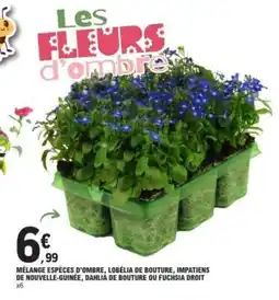 E.Leclerc Mélange espèces d'ombre offre