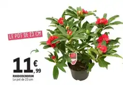 E.Leclerc Rhododendron offre