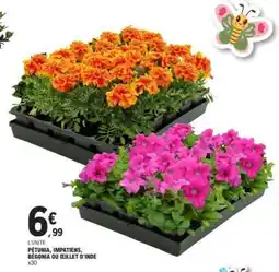 E.Leclerc PÉTUNIA, IMPATIENS, BÉGONIA OU ŒILLET D'INDE offre