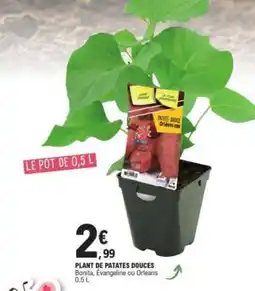 E.Leclerc PLANT DE PATATES DOUCES offre
