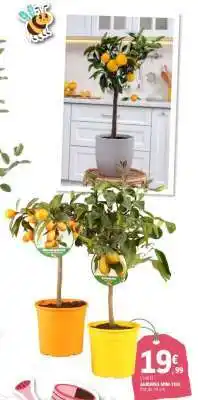 E.Leclerc L'unité Agrumes Mini-Tige offre