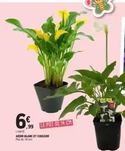 E.Leclerc ARUM BLANC ET COULEUR offre