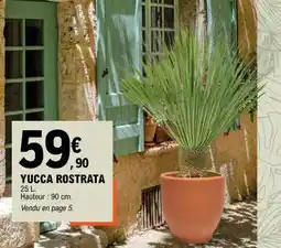 E.Leclerc YUCCA ROSTRATA offre