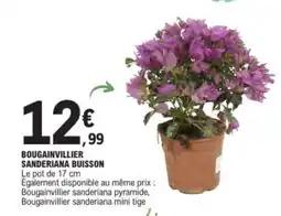 E.Leclerc BOUGAINVILLIER SANDERIANA BUISSON offre