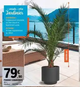 E.Leclerc Phoenix Canariensis offre
