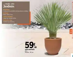E.Leclerc YUCCA ROSTRATA offre