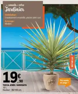 E.Leclerc YUCCA JEWEL VARIEGATA offre