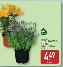 ALDI GARDENLINE LYS OU LAVANDE offre