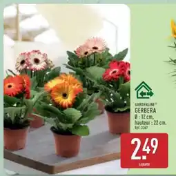 ALDI Gerbera offre