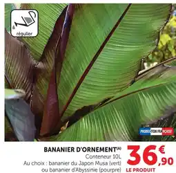 Hyper U Bananier d'ornement offre