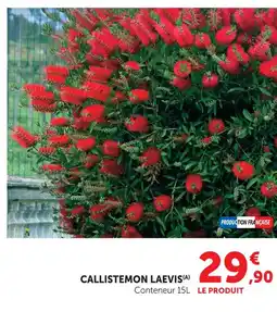 Hyper U Callistemon laevis offre