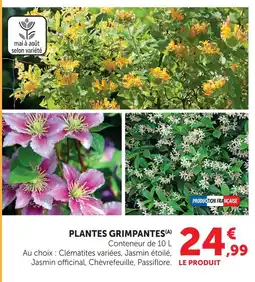 Hyper U Clématites variées offre