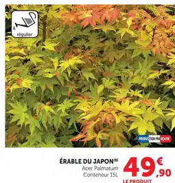 Hyper U Érable du japon offre