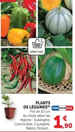 Hyper U Plant de légumes offre