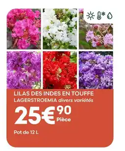 Ma Jardinerie Lilas des indes en touffe offre
