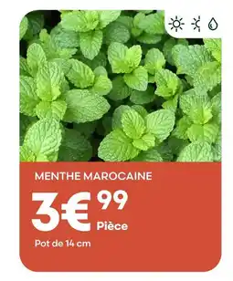 Ma Jardinerie Menthe marocaine offre