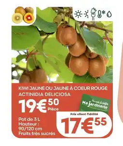 Ma Jardinerie Kiwi jaune ou jaune à coeur rouge actinidia deliciosa offre