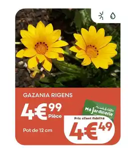 Ma Jardinerie Gazania rigens offre