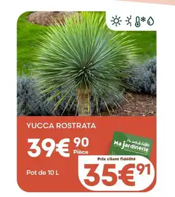 Ma Jardinerie Yucca rostrata offre