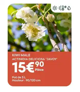 Ma Jardinerie Kiwi male actinidia deliciosa 'javoy' offre