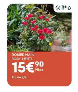 Ma Jardinerie Rosier nain rosa zepeti offre
