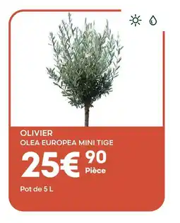 Ma Jardinerie Olivier olea europea mini tige offre