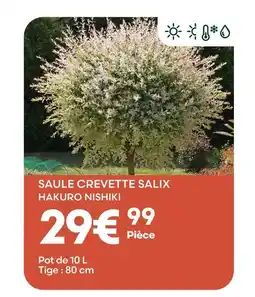 Ma Jardinerie Saule crevette salix hakuro nishiki offre