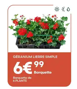 Ma Jardinerie Géranium lierre simple offre