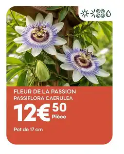 Ma Jardinerie Fleur de la passion passiflora caerulea offre