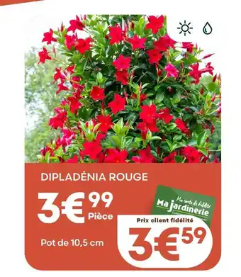 Dipladénia rouge