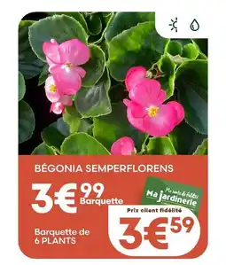 Ma Jardinerie Bégonia semperflorens offre
