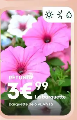 Ma Jardinerie Pétunia offre