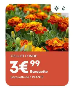 Ma Jardinerie Oeillet d'inde offre