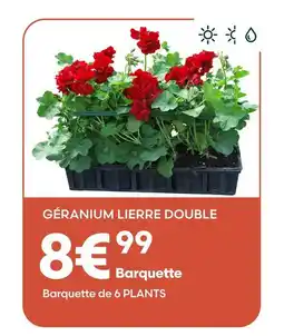 Ma Jardinerie Géranium lierre double offre