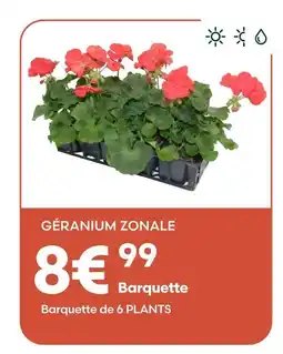 Ma Jardinerie Géranium zonale offre