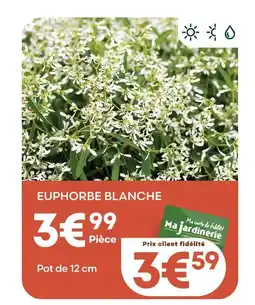 Ma Jardinerie Euphorbe blanche offre