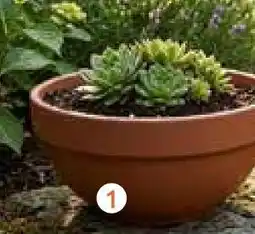 Rural Master Coupe terre cuite offre