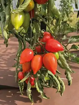 Gamm vert Tomate rugby offre