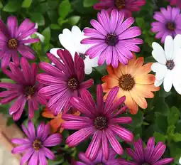 Gamm vert Osteospermum offre