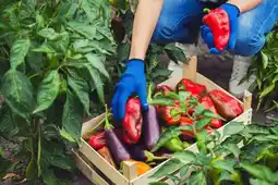 Gamm vert Légumes greffés offre