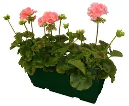 Gamm vert Géranium zonal offre