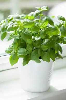 Gamm vert Invivo nous on sème collection de basilics invivo nous on sème offre