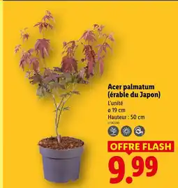 Lidl Acer palmatum (érable du japon) offre