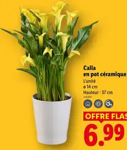 Lidl Calla en pot céramique offre