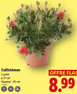 Lidl Callistemon offre