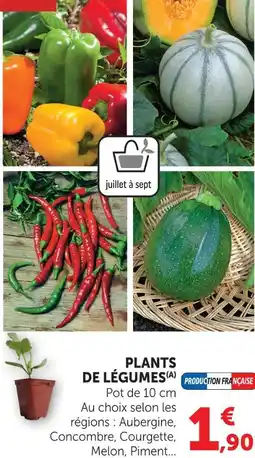 Super U Plants de légumes offre