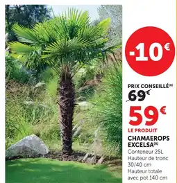 Super U Chamaerops excelsa offre
